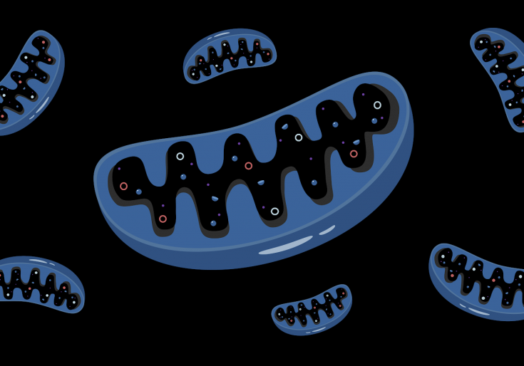 dark mitochondria