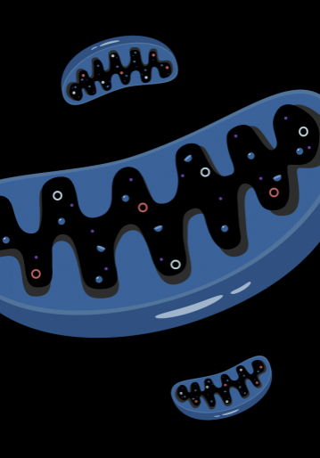 dark mitochondria