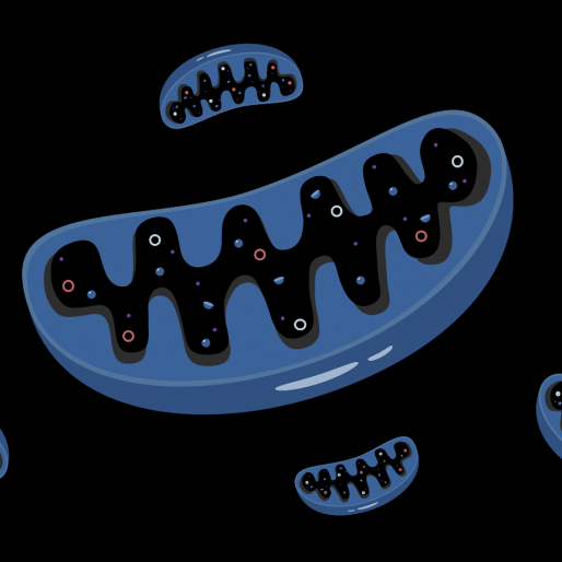 dark mitochondria